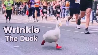 Duck Runs NYC Marathon (wrinkle the running duck in boots)