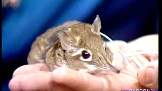 Cute But Mean Little Animal, the Elephant Shrew, on Johnny Carson's Tonight Show