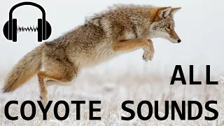 30+ COYOTE SOUNDS! What sound do coyotes make?