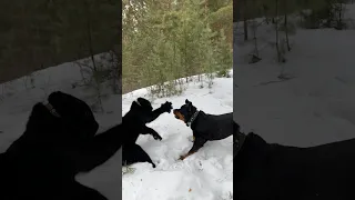 Rottweiler teaches the panther 😈