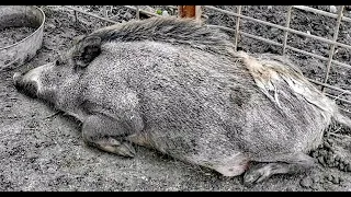 Секач убийца! Дикий кабан ОЧЕНЬ ОПАСНЫЙ ЗВЕРЬ. Секач Фунтик стал намного спокойнее.