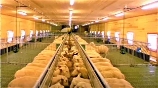 Amazing Modern Farming Technology: Sheep Farming, livestock, feeding sheep using machine; Farming►2