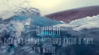 Финвал. Один из самых больших китов в мире. Fin whale. One of the largest whales in the world.