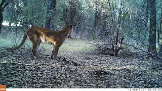 Mountain Lion (Puma concolor) Mating Vocalizations