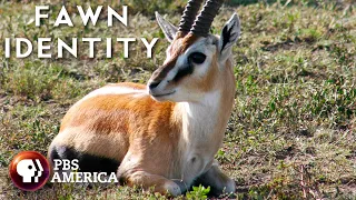 Fawn Identity FULL SPECIAL | PBS America