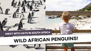 We saw penguins in the wild in Cape Town! (and we ate fish and chips, too)