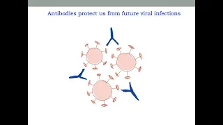 The Pfizer vs. Moderna vs. AstraZeneca coronavirus vaccines