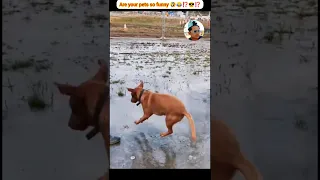 Incredibly hilarious animal moments Reactions Tiktok 😳🤣😂 #shorts