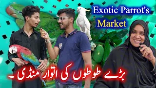 Exotic parrots and birds market 2024 latest update in Urdu Hindi | Lalukhet Sunday bird market video