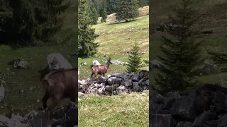 Spring in the Swiss Alps #10: Spring Meadows and a Chamois Encounter ⛰️🌲☀️🐐