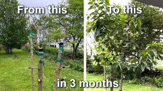 Multi-graft persimmon project - first 3 months