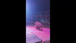 Tiger vs Lion Fight Video