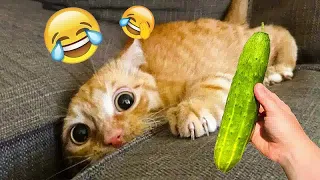 Best Funny Dogs and Cats Videos 🐶 Funniest Animal videos 2024😻