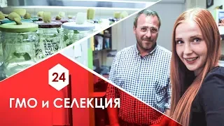 Селекция кукурузы. Чем опасен ГМО? Что кушать для похудения?