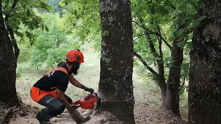 Cutting down oak tree with Husqvarna 372xp