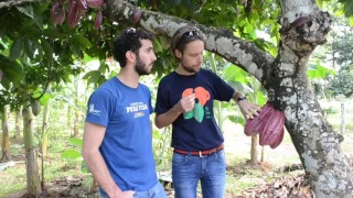 La piantagione di cacao by Umami Area
