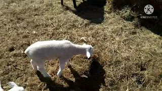 CLEANING THE SHEEP BARN!