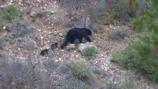 Black Bear and Cubs Spotted in Colorado || ViralHog