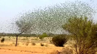 Budgerigars in the wild in Murmuration / Swarm in Outback Australia