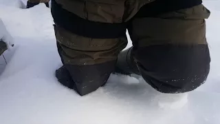 Карело-финская лайка охота на куницу 2018г февраль