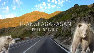 Transfagarasan Full Driving 90km Romania l The Greatest Driving Road in the World, Bears 2024 4K