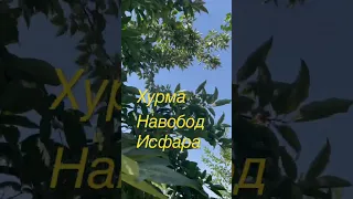 Хурма Навобод Исфара