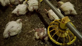 These Aren't Just Any UK Chicken Farms …