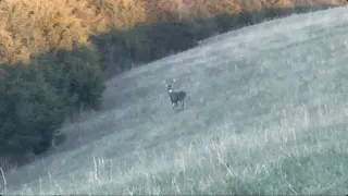 Dumb Luck, Dumb Buck | Buck Has Doe on the Brain | Too Easy #deerhunting #kentucky #hikingadventure