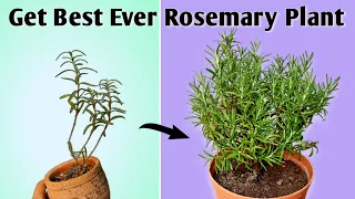 4 Essential Care Tips to Get Best Ever Rosemary Plant - Rosemary Plant Care