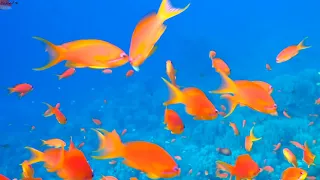 Подводный мир Montazah Ras Nasrani, Albatros Palace Sharm 5*