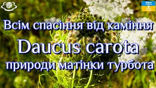 Всім спасіння від каміння Daucus carota  природи матінки турбота