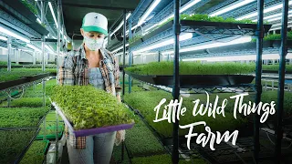 Urban MICROGREENS Farm Flourishing in a DC Parking Garage!