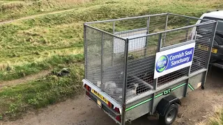 Pup Release 6th Feb 2021 by The Cornish Seal Sanctuary