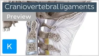 Craniovertebral ligaments and joints (preview) - Human Anatomy | Kenhub