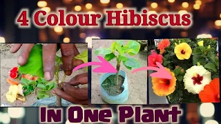 Get 4 colour Hibiscus Flowers from Single Plant. Multiple grafting in Hibiscus or Gurhal
