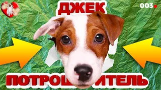Джек Рассел Терьер Потрошитель 🐾 Говорящая собака Локи Бобо 🐾 Влог - 3 серия
