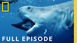 Maui Shark Mystery (Full Episode) | SPECIAL