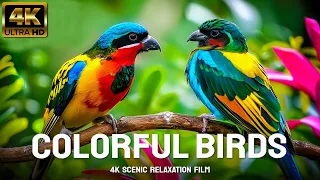 THE MOST COLORFUL BIRDS IN THE WORLD - Scenic Relaxation Film - 4K Video (Ultra HD)