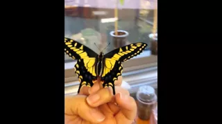 Anise swallowtail butterfly eclosed 12/2/2015