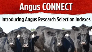 Angus CONNECT Introducing Angus Research Selection Indexes