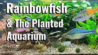 How To Keep Plants Healthy The Aquarium #tropicalfish #fishtank #aquascape #plantedtank #rainbowfish
