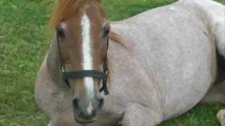 Een paar pony's van de stal van brenk