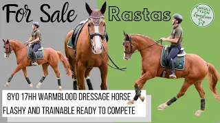 Rastas FOR SALE 8yo 17hh Warmblood Dressage Horse Flashy Trainable Good movement ready to compete