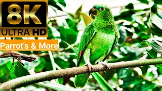 Birds Of The World 4K - Scenic Wildlife Film With Calming Music #nature #birds #4k #8k