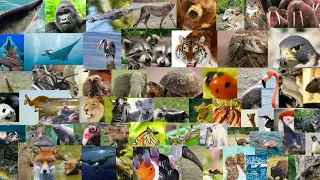 Meet the Animals Wild Animals 2022