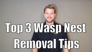 Top 3 Wasp Nest Removal Tips