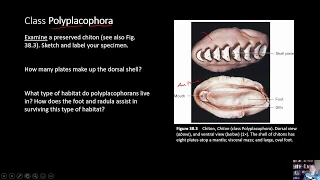 BIOL 1407 Lab 38 Mollusca