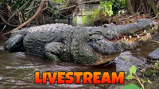 Buddy the biggest alligator at Gatorland!