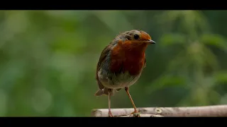Leica 200mm f/2.8 Slo Motion  (4K Ultra HD) - Birds