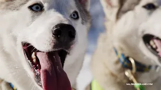 Zum Heulen schön - Schlittenhunde